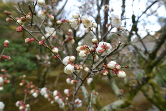 梅　白　花　咲く　庭 (4)