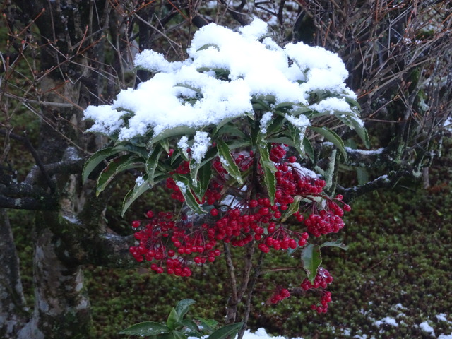 211231雪景色庭 (33)