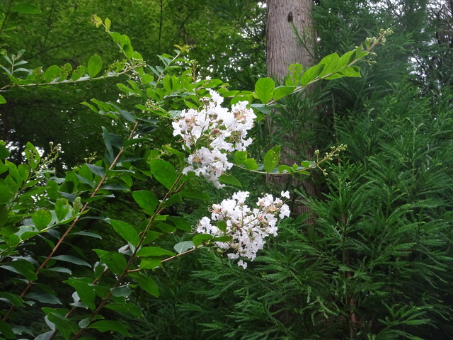 百日紅　白　花 (1)