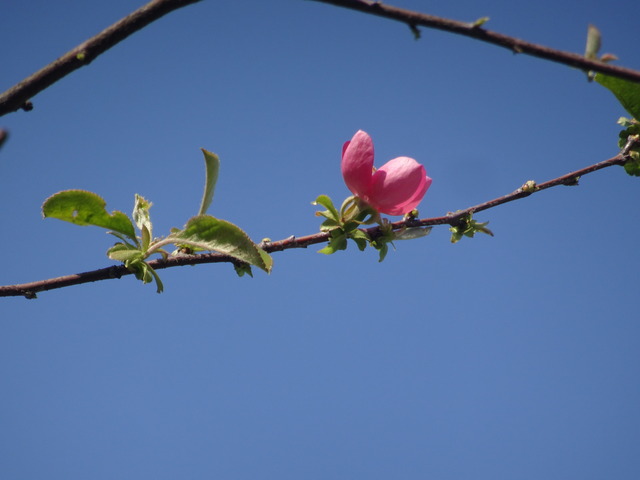 花梨　花　日本庭園 (11)