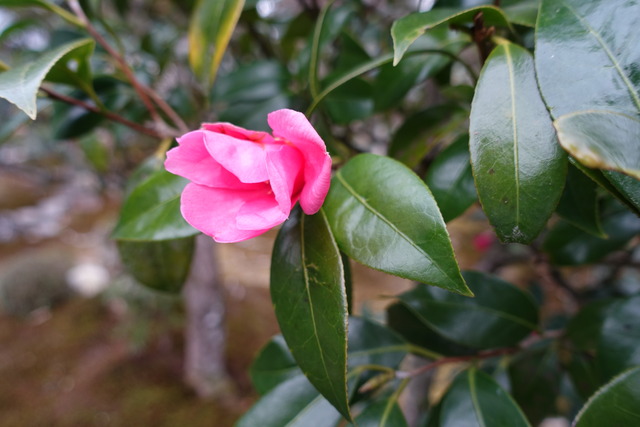 侘助　紅　小門　満開 (4)