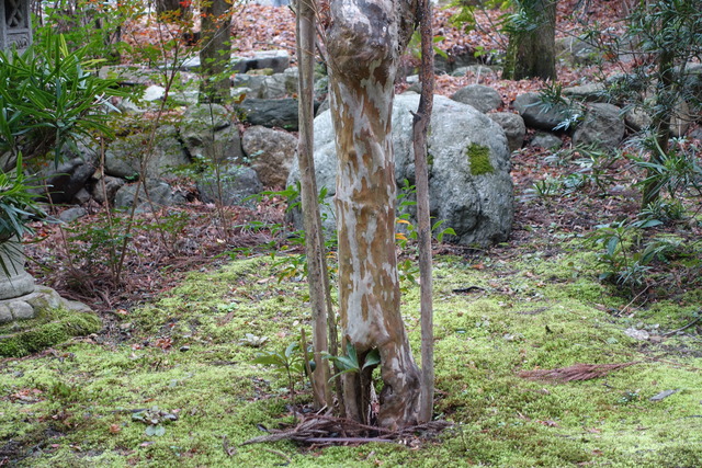 百日紅　谷山椿所　枯れて、新木２本 (8)