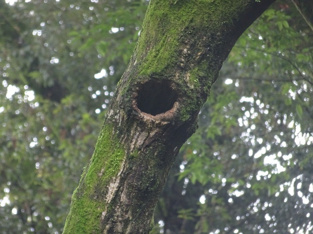 枯れた紅葉　ムササビの巣 (3)
