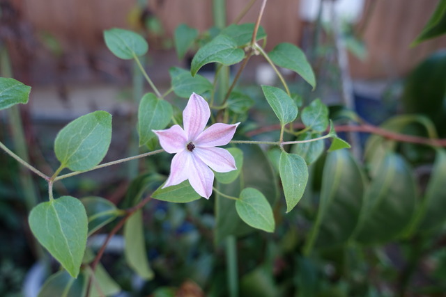 テッセン　最後に咲いた花 (3)
