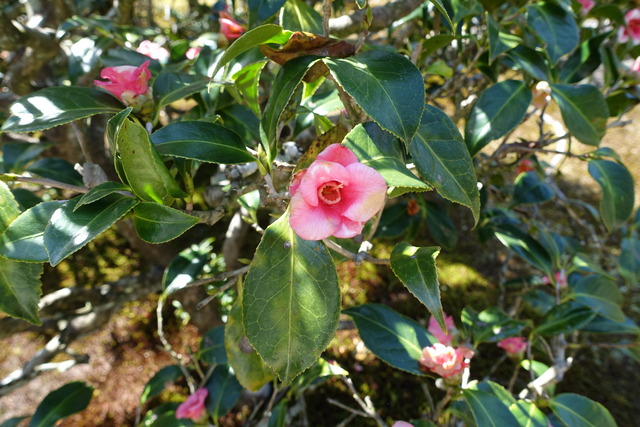 椿　紅　侘助　花満開　庭 (3)