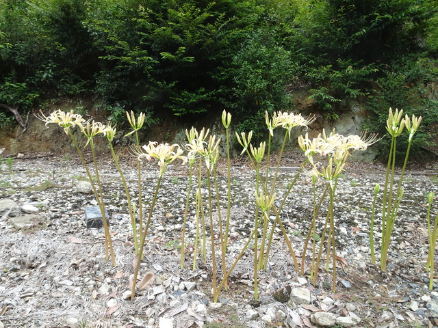 彼岸花　花　満開 (5)