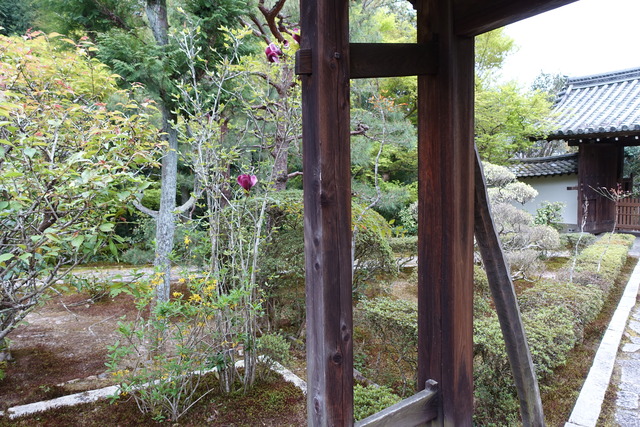 尺取り虫　擬態　中門 (3)