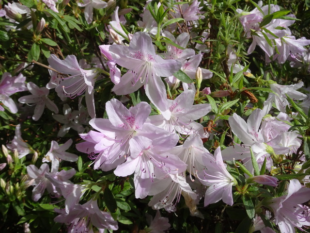 ツツジ　白　日本庭園 (3)