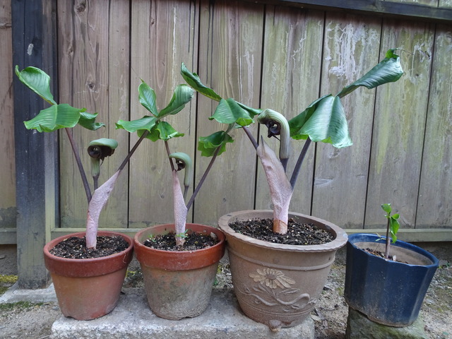 武蔵鐙　花４／１１ (1)