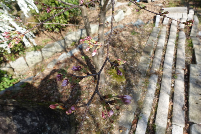 吉野櫻　開花　日本庭園 (3)
