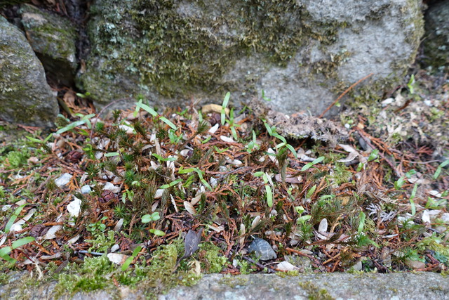 紅葉　発芽　溝 (1)