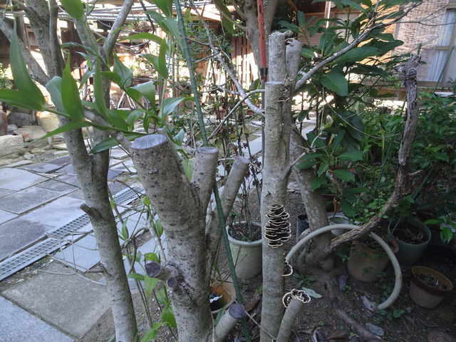 枯れた金木犀のキノコ　裏庭 (3)