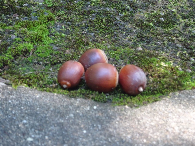ドングリ　袴　実 (5)