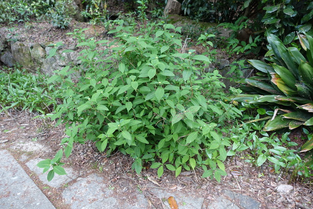 紫陽花　蕾　初期 (1)
