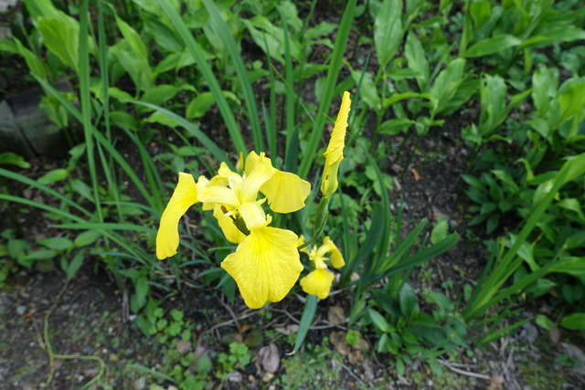 黄花菖蒲　花 (2)