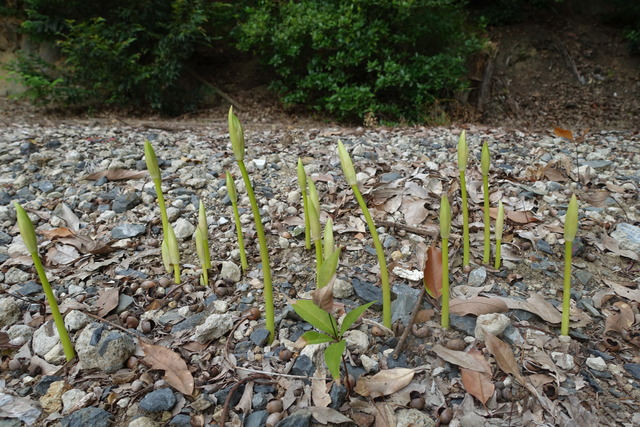 彼岸花　発芽　 (1)