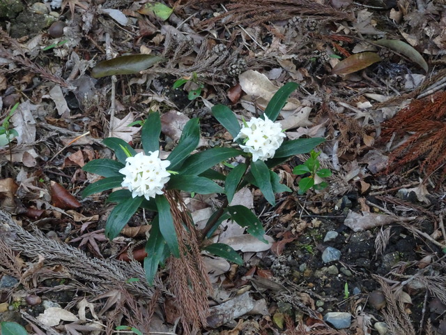 沈丁花白三姉妹 (2)