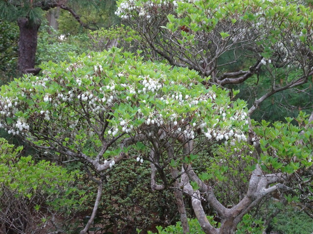 どうだんつつじ　花白 (1)