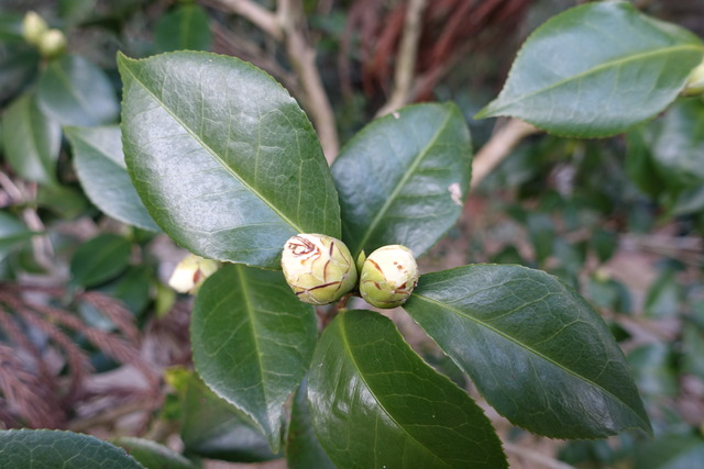 椿　白蕾　黒門 (3)