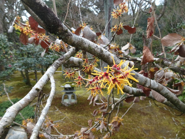 満作　花　中門 (5)