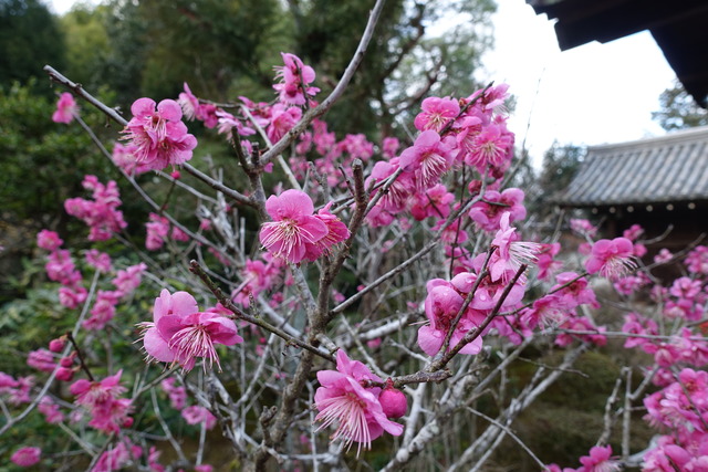 梅　紅梅　満開 (3)