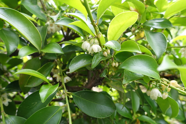 雑木　花　生け垣玄関 (2)