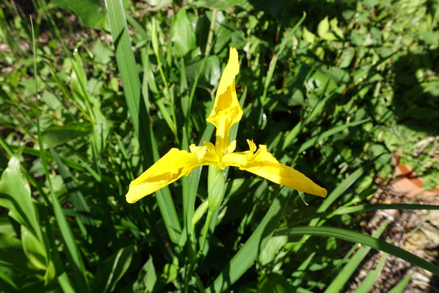 黄　菖蒲１　花 (3)