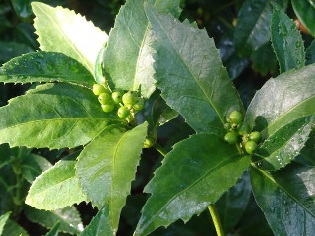 千両　まだ青い実　黄実 (2)