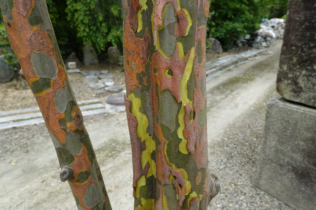 花梨　実なりたて　幹脱皮　日本庭園 (2)