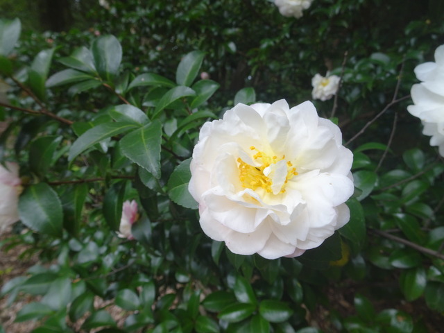 山茶花　秋に花　2511 (7)