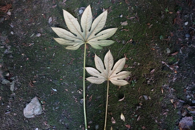 天狗の忘れ物　八つ手（黄） (2)