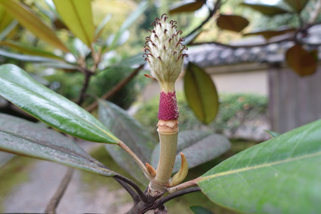 タイサンボク　雄蕊のみ　花弁落ち (2)