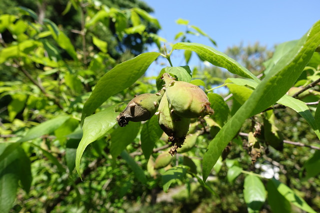 蝋梅　種　初夏 (1)