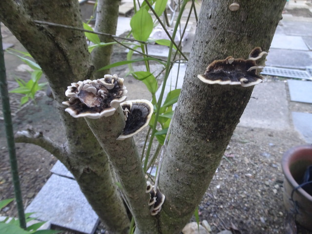 枯れた金木犀のキノコ　裏庭 (2)