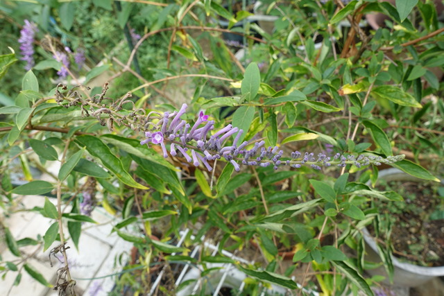 琉球柳　花　裏庭 (1)