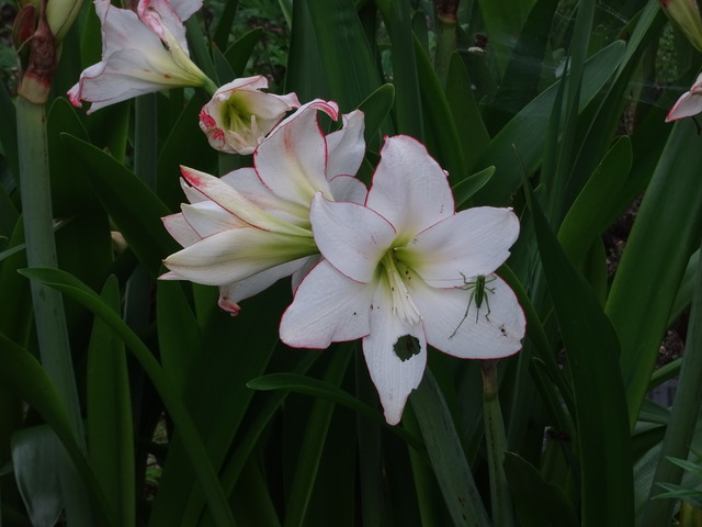 25　アマリリス　花弁　虫食い (1)