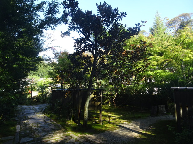 タイサンボクの根 (4)