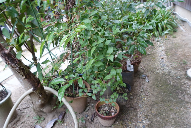 車草　最後 (2)