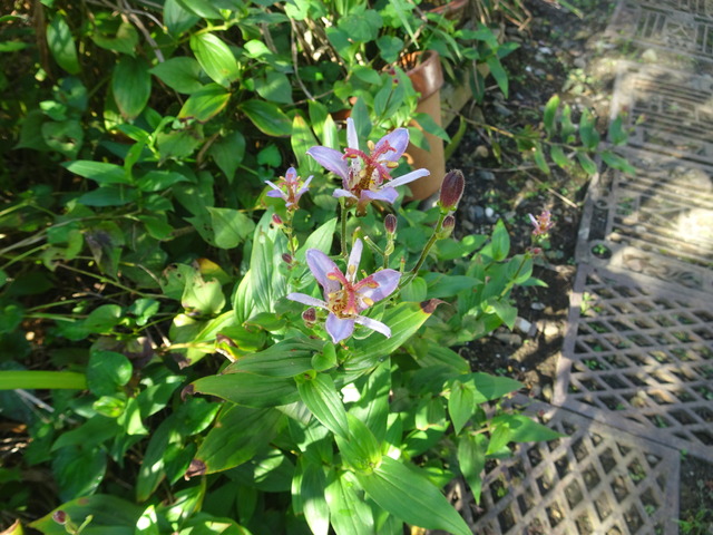 ホトトギス　開花直ぐ (1)