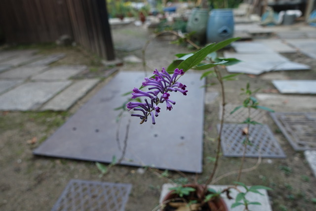 紫の花　鉢植え（山門小門の横同じ）ブッドレアピンク (6)