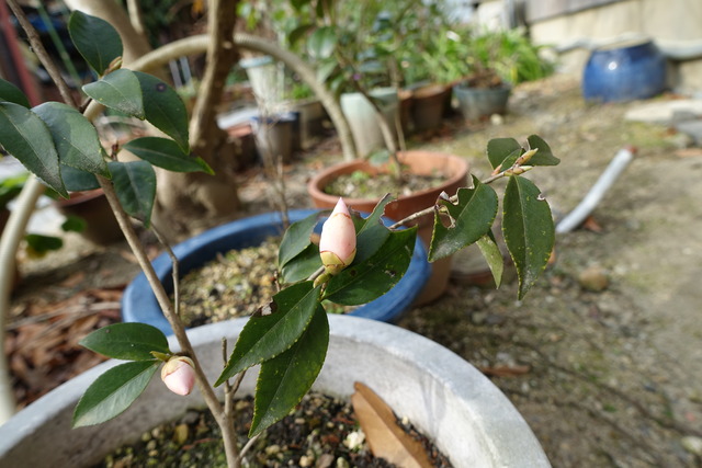 山茶花　ピンク　花開花 (3)