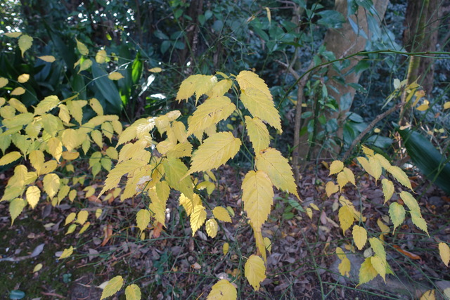 ヤマブキ　黄葉（秋） (2)