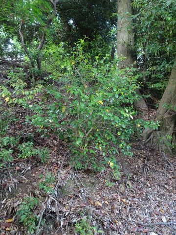 椿　１０年前植樹現在 (2)