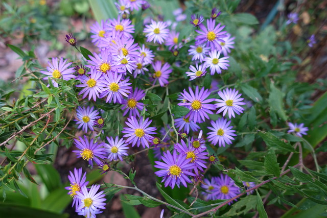 菊　小菊裏庭　紫満開 (6)