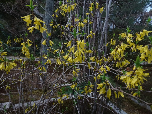 レンギョウ　黄色い花　小門　花 (2)