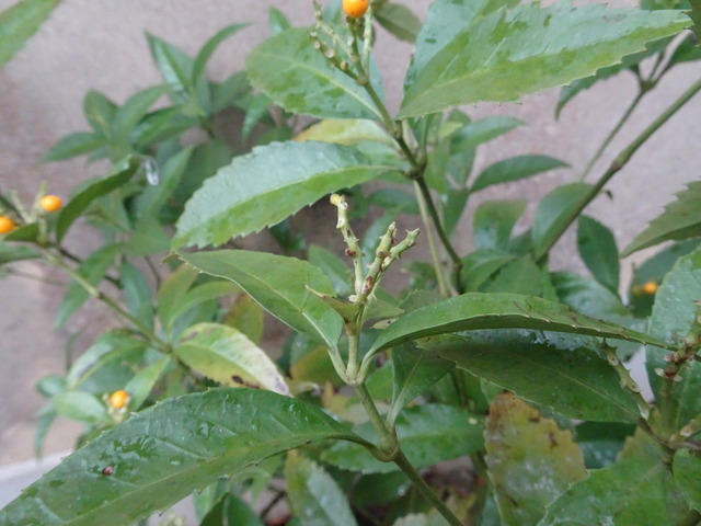 御馳走さん　黄千両 (3)