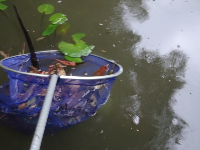 池　満水　落葉取り (3)