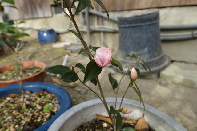 山茶花　ピンク　花開花 (4)