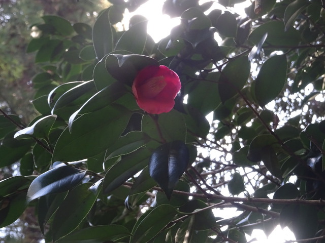椿　山椿赤　花 (1)