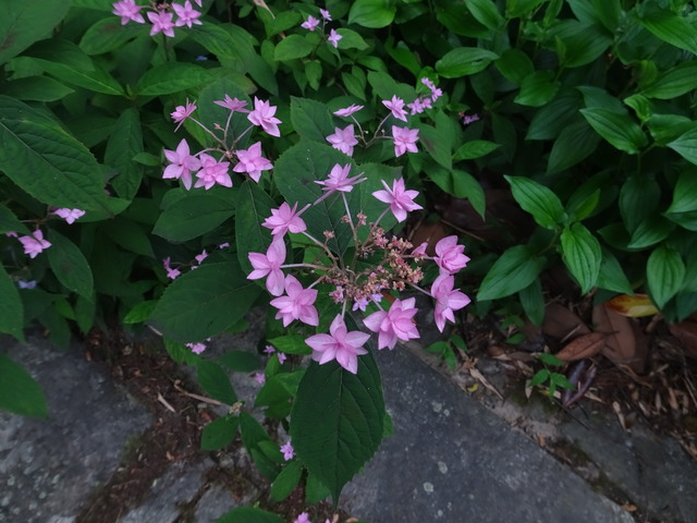 25　紫陽花７変化　花　綺麗 (1)